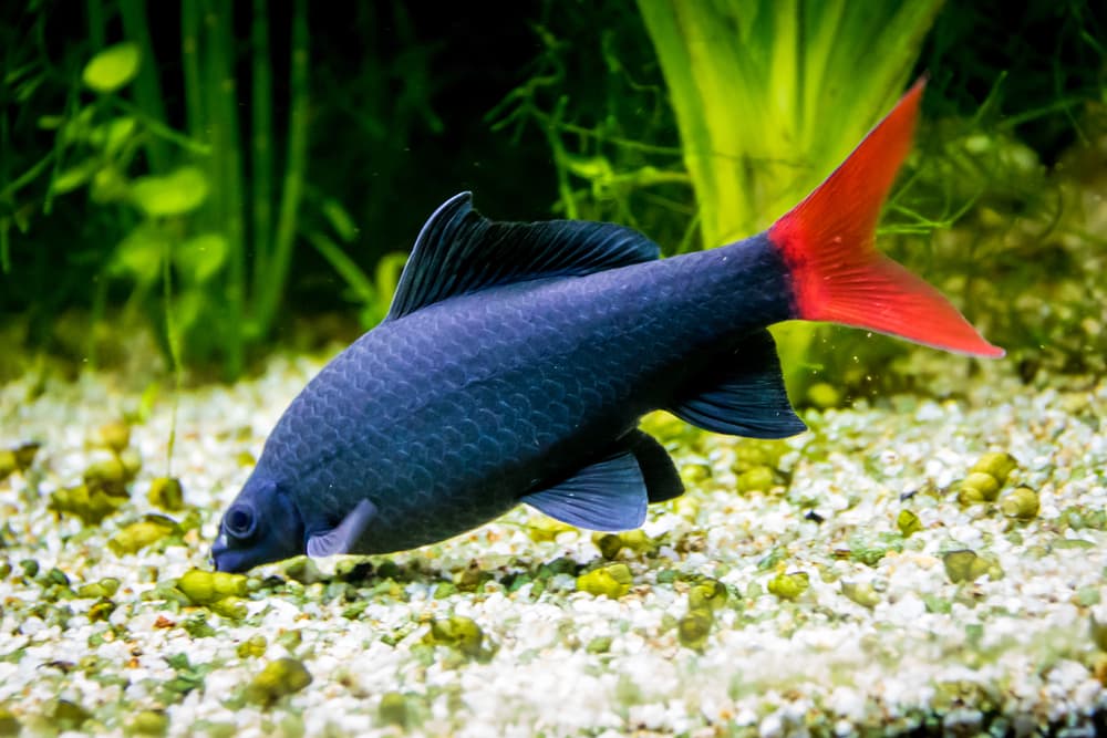 Red Tail Shark