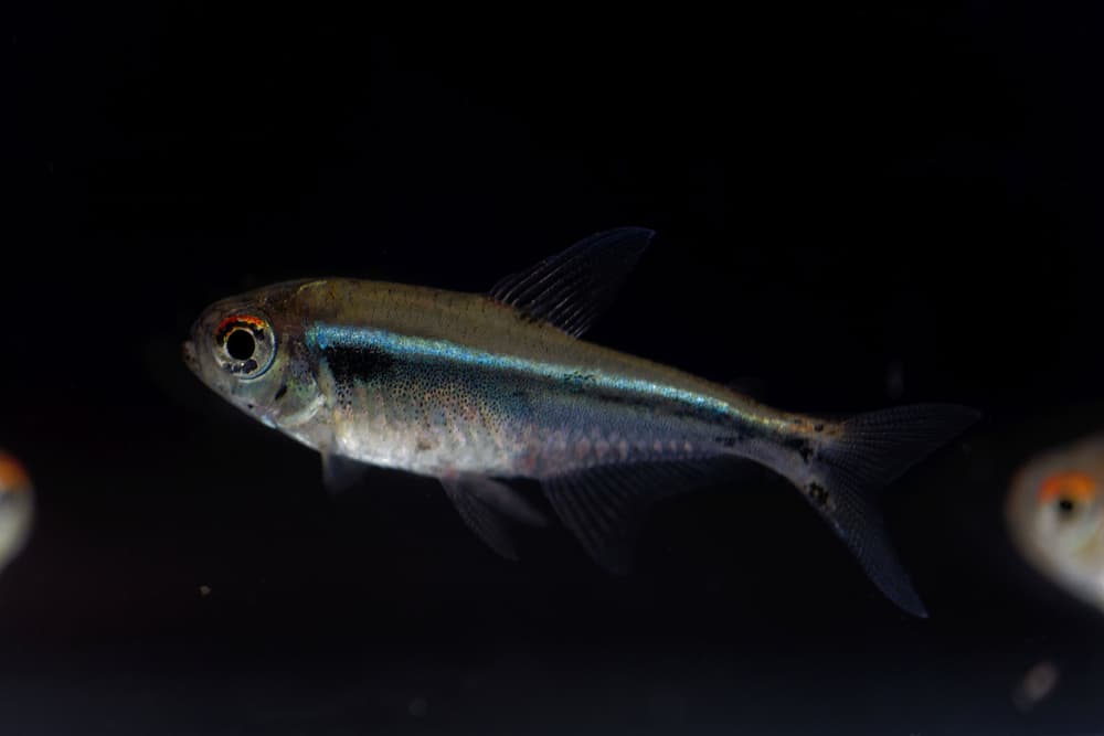 Black Neon Tetra