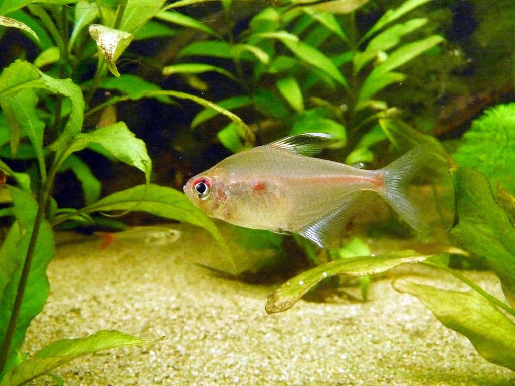 Bleeding Heart Tetra