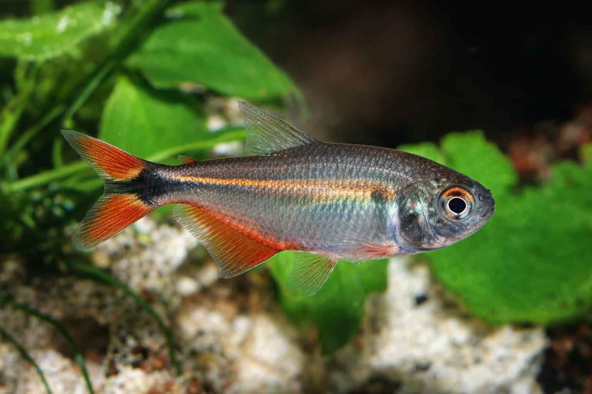 Buenos Aires Tetra