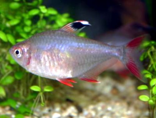Candy Cane Tetra