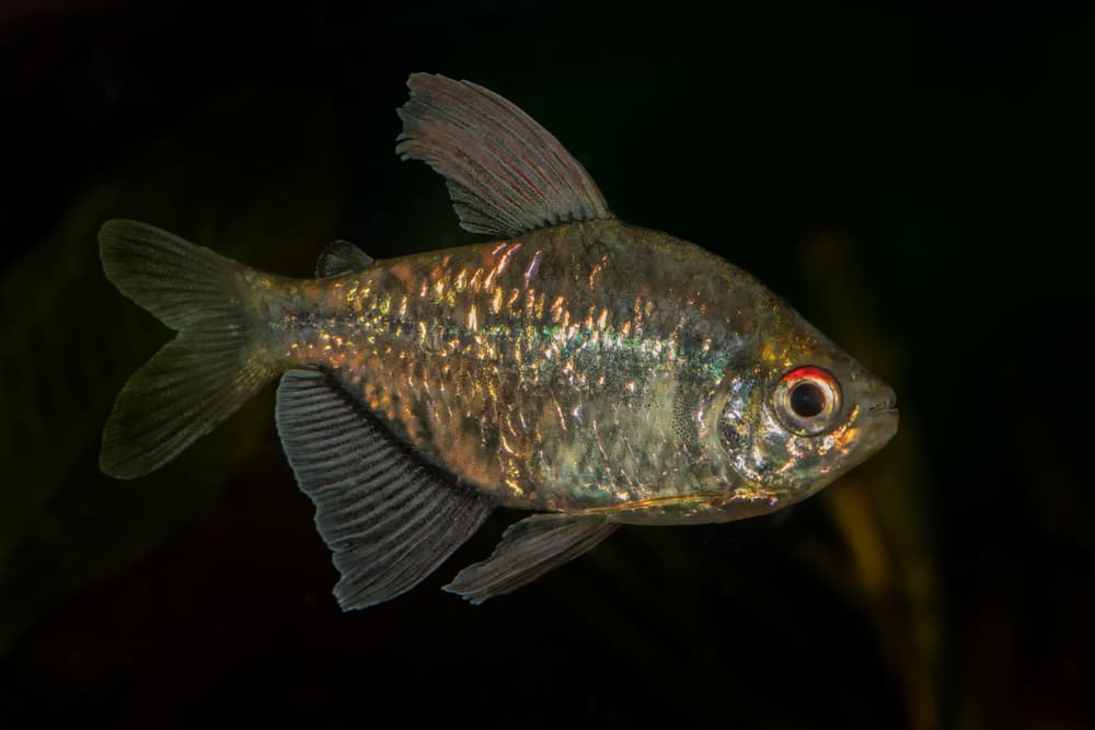 Diamond Tetra