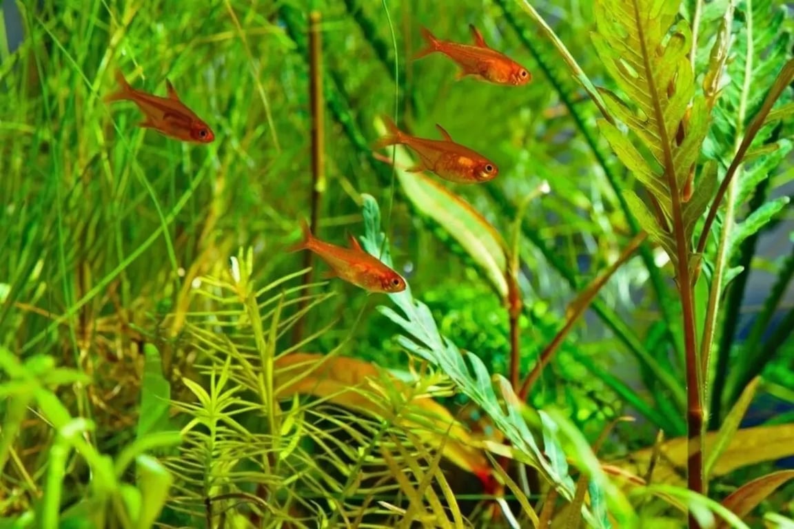 Ember Tetra