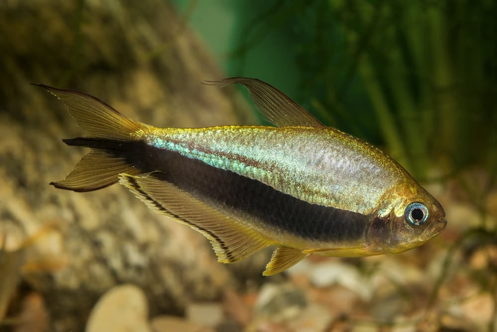 Emperor Tetra
