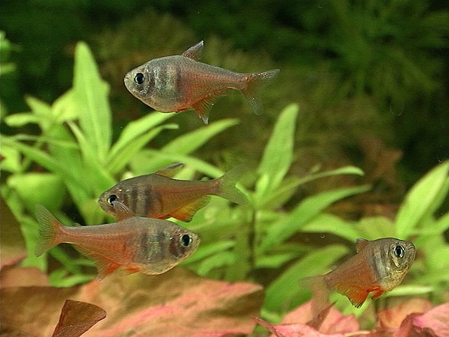 Flame Tetra