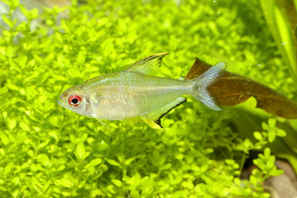 Lemon Tetra