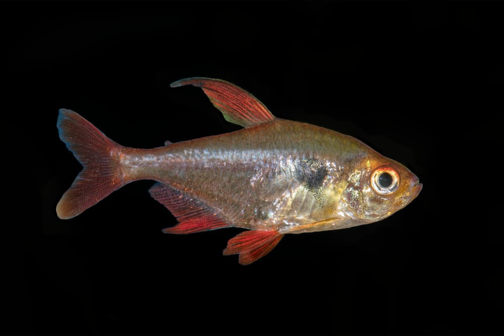 Red Phantom Tetra