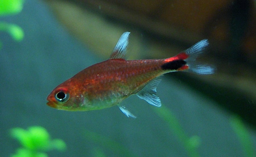 Ruby Tetra