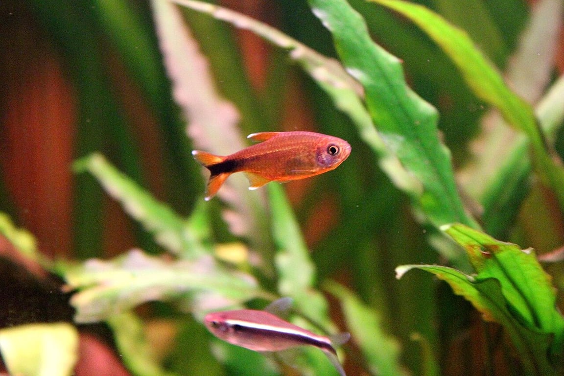 Silvertip Tetra
