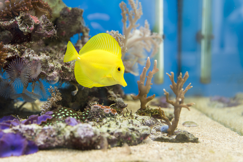 Fish tank in a medical waiting room providing calming atmosphere for patients