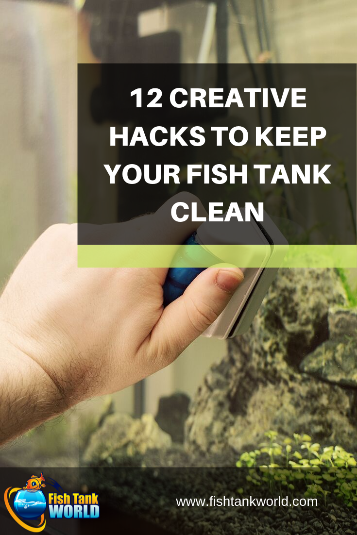 Infographic showing creative hacks to keep a fish tank clean, including water changes, algae control, and filter maintenance