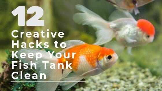 How to Keep Your Fish Tank Clean