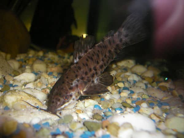 Hoplo Catfish resting on aquarium substrate