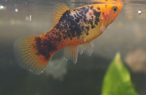 Colorful platy fish swimming in aquarium