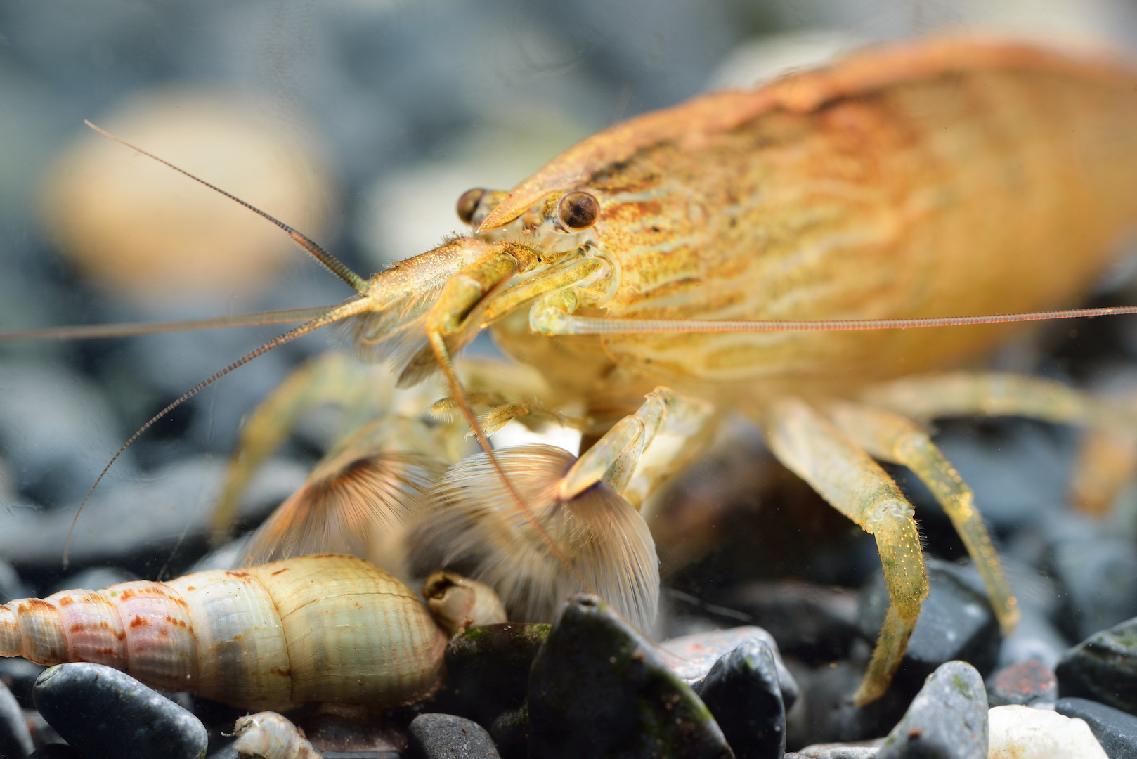 Freshwater bamboo shrimp and snail on dark aquarium substrate