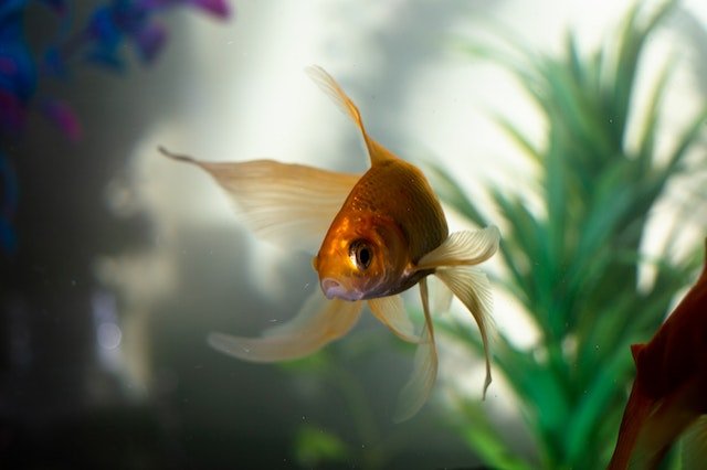 Goldfish swimming at the front of a tank expecting food