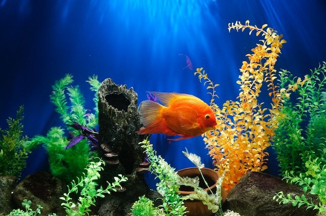 Goldfish swimming in clean, clear aquarium water