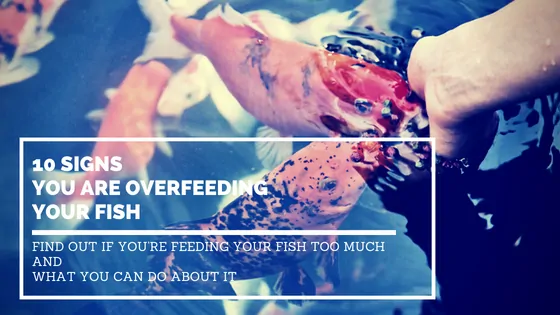 Signs of Overfeeding Fish