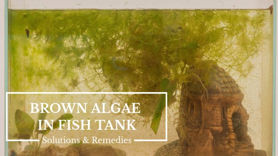 Brown algae growth covering aquarium glass and decorations