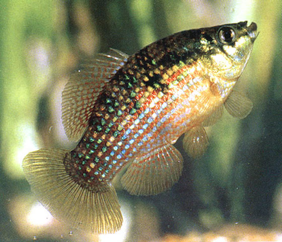Florida Flagfish displaying colorful red and blue striped pattern