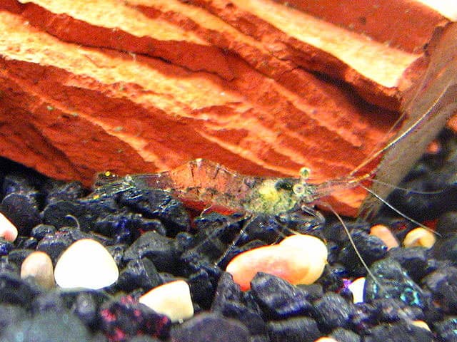 Transparent Ghost Shrimp foraging in a freshwater aquarium