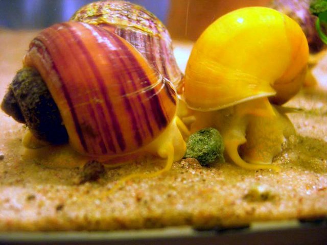 Mystery Snail with large round shell and extended antennae exploring an aquarium