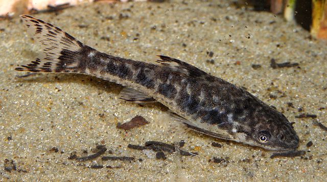 Otocinclus catfish clinging to a plant leaf in a freshwater aquarium
