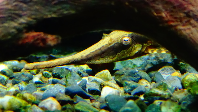 Twig Catfish with long slender body resting on aquarium driftwood