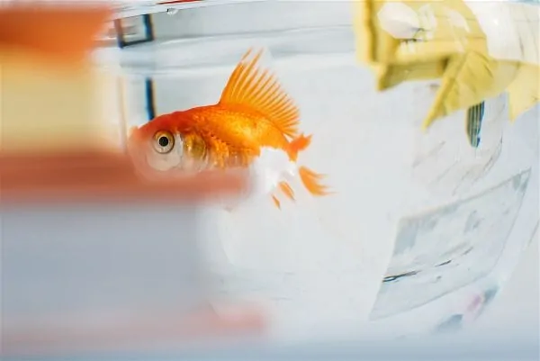 Close-up of a healthy goldfish showing clear eyes and vibrant coloration after disease recovery