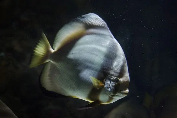 Close-up of healthy tropical fish showing vibrant colors in clear aquarium water