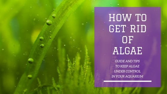 Algae growth in a fish tank aquarium