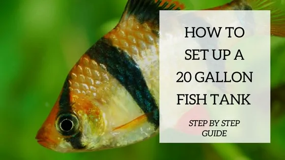 A beautifully stocked 20 gallon freshwater aquarium with fish, live plants, and natural decorations