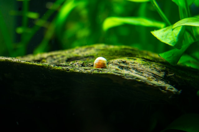 A snail crawling on the glass of a freshwater aquarium