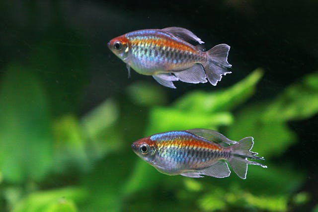 Two tetras swimming among live aquarium plants in a freshwater tank