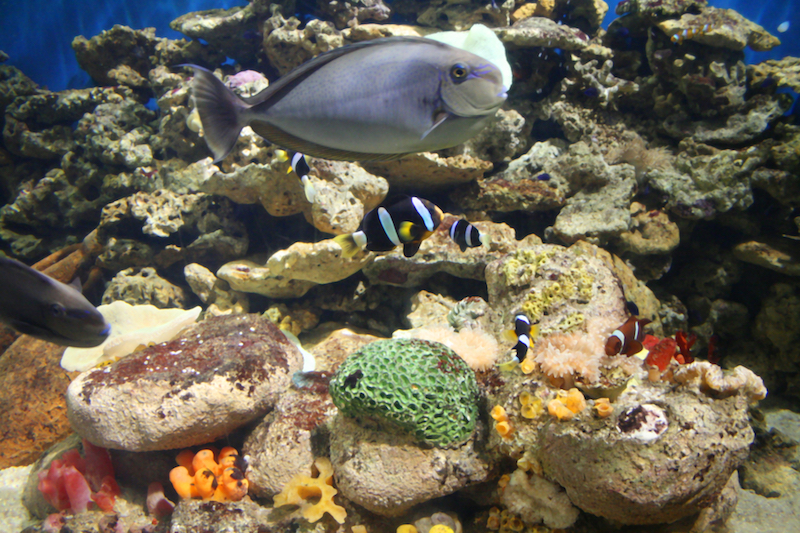 Established live rock in a cycled saltwater aquarium with clear water