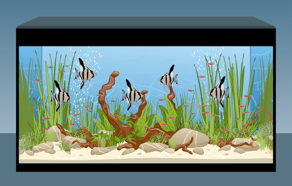 Different aquarium shapes including rectangular and bow front designs