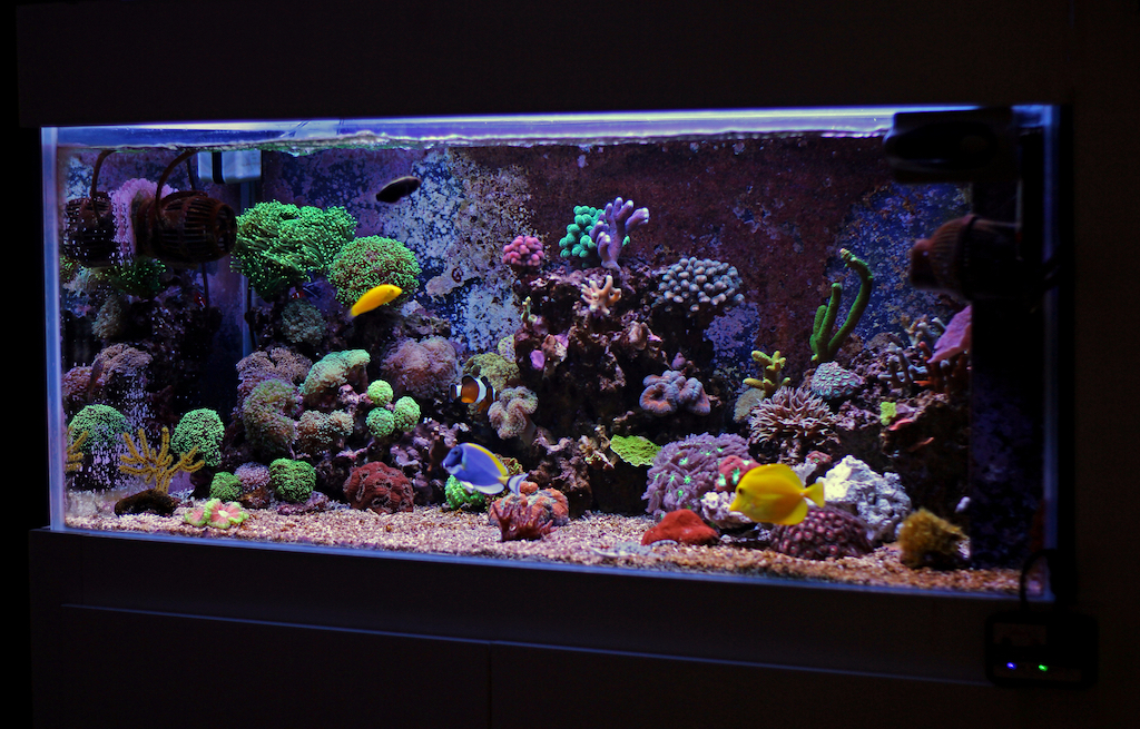 Community fish tank with various tropical fish species