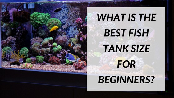 Freshwater aquarium showing the importance of choosing the right tank size