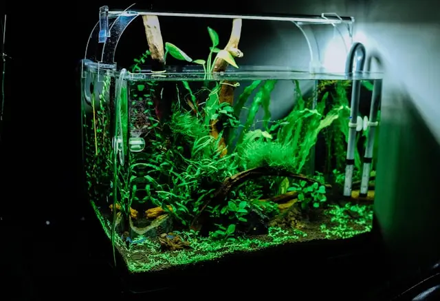 Small fish tank set up on a desk showing proper aquarium placement