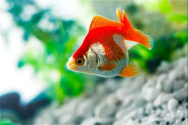 Goldfish in a fully set up home aquarium with equipment running