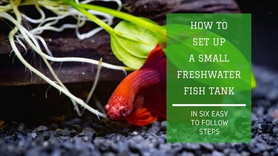 Small freshwater aquarium setup with plants and fish