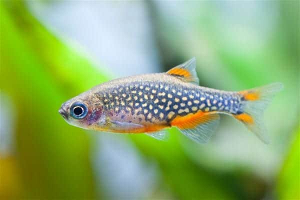 Danio fish swimming in a freshwater aquarium