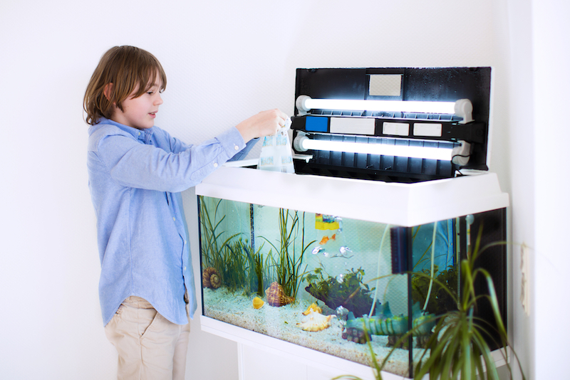 Choosing healthy saltwater fish for your aquarium