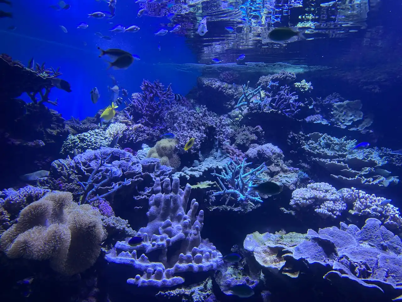 Calcium reactor equipment for reef aquariums