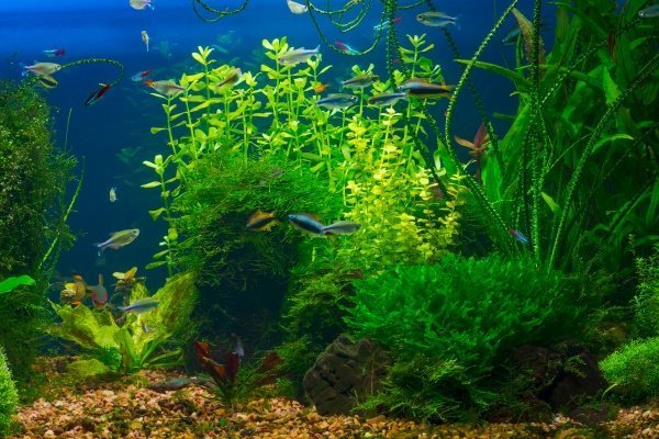 UV sterilizer installed in an aquarium clearing green water