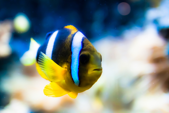 Aquarium setup showing proper heater placement alongside plants and fish