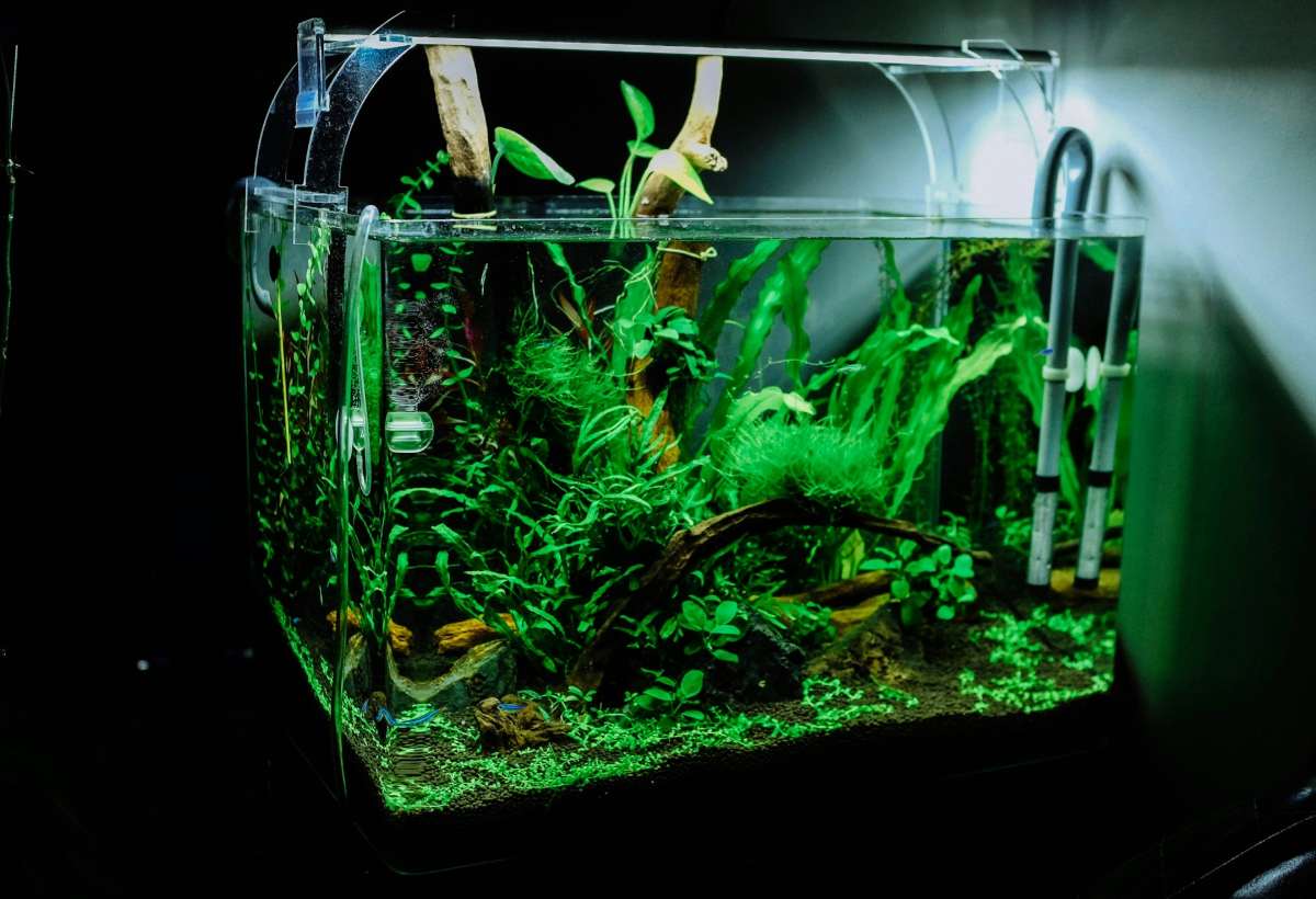 Rimless aquarium with crystal clear low-iron glass on a wooden stand