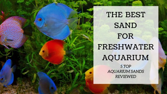 Sand substrate in a freshwater aquarium