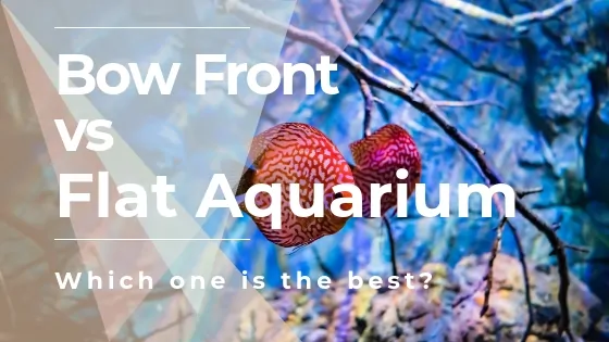 Bow front aquarium compared to flat front tank showing the curved glass design difference