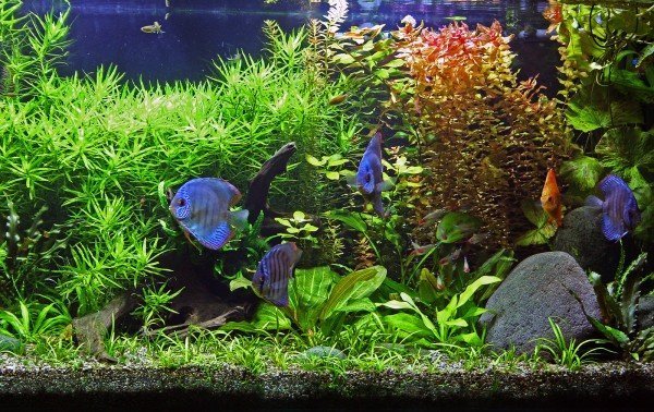 Self-cleaning aquaponics aquarium with live plants